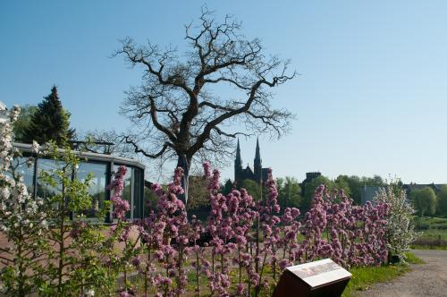 MiniTree fruithaag 5 bomen