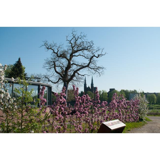 2019 bloei maes 21 horizontaal 3