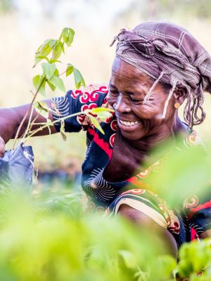 Trees for All Ghana slider