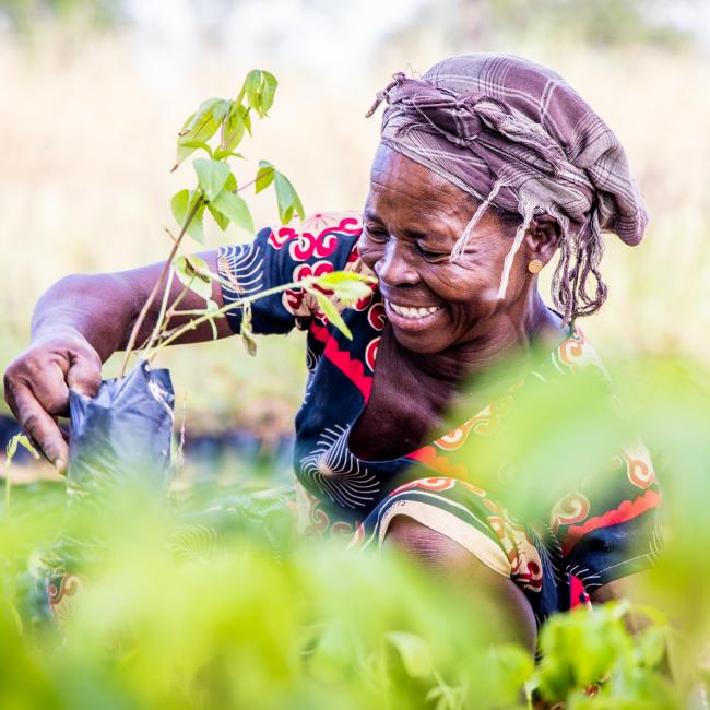 Trees for All Ghana slider