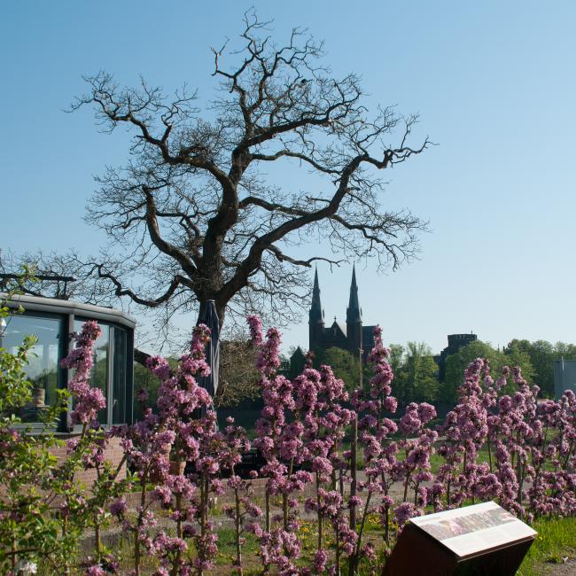 2019 bloei maes 21 horizontaal 2