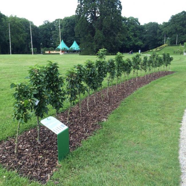 Goldlane haag Kasteeltuinen