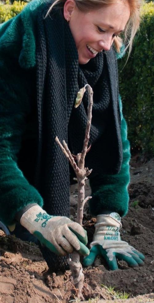 Fruithaag (naakte wortel)