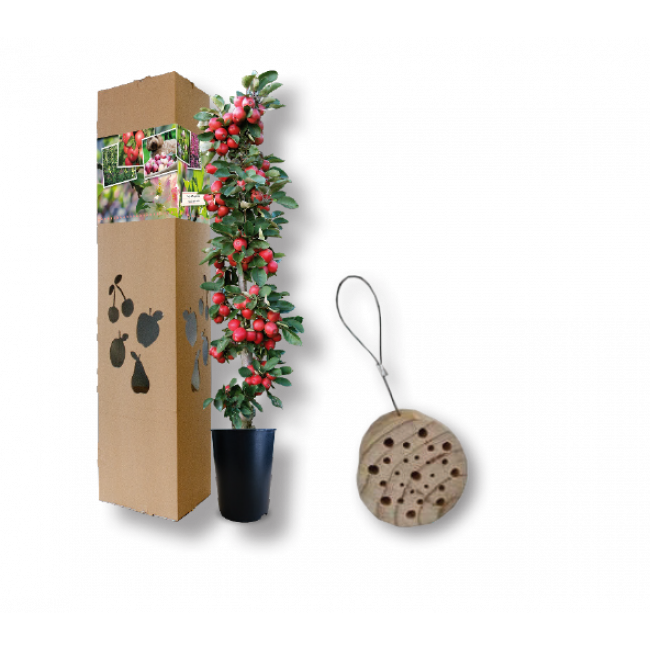 Appelboompje Insectenhuisje