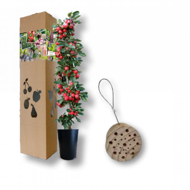 Appelboompje Insectenhuisje